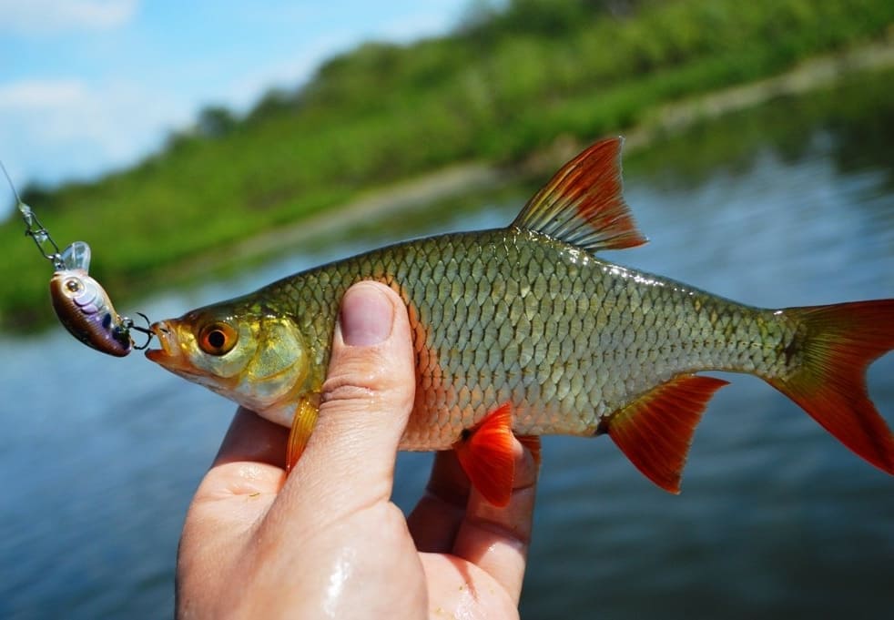 Краснопёрка для запуска в пруд